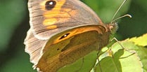 Butterfly bonanza: Meadow browns thriving but marbled whites struggle