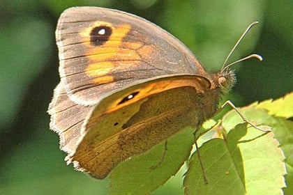 Butterfly bonanza: Meadow browns thriving but marbled whites struggle