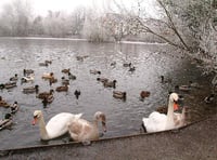 Dismay as swan is left to die in road