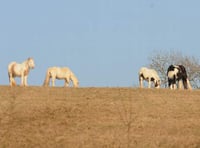 Welfare concern as horses die