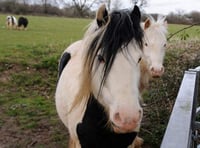 Horses’ owner given four days to move them