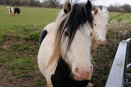 Horses’ owner given four days to move them