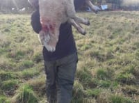 Farmer plea as ‘big’ dog savages ewe