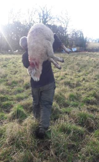 Farmer plea as ‘big’ dog savages ewe