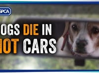 ‘Dogs die in cars’ heat warning