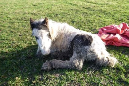 Foal dumped in field and left to die