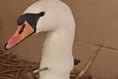 Swan at Waverley Abbey is shot by a crossbow