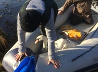 Swan returns to Waverley Abbey after crossbow attack