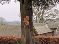 Gostrey Meadow and West Street cemetery tree stumps to be carved