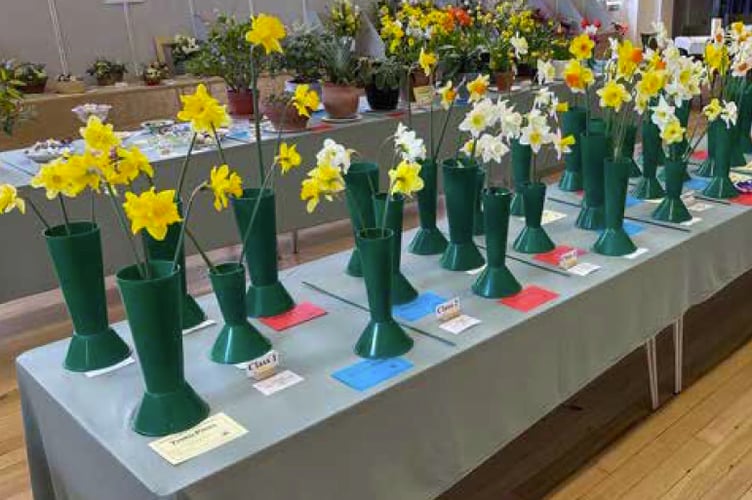 Daffodils at the Ropley Horticultural Society’s 2022 spring show