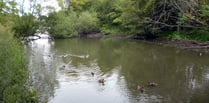 Survey work continuing at Kings Pond in Alton