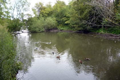 Petition to save Kings Pond in Alton reaches 1,000 signatures