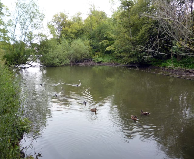 Saving Kings Pond: Alton's environmental jewel under siege once again