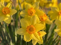 Garden tips: Spring into action with colourful daffs and tulips