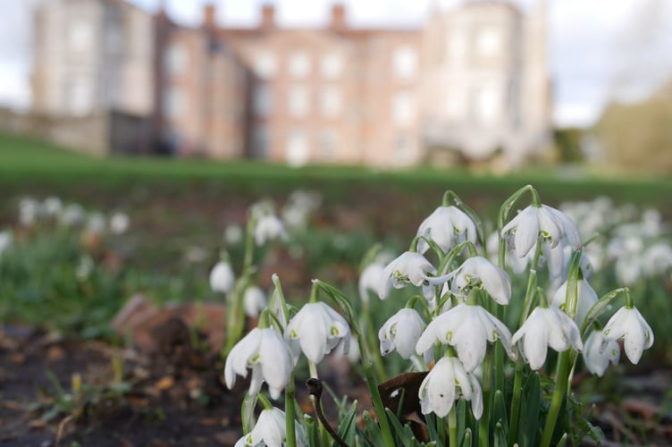 Snowdrops at Mottisfont