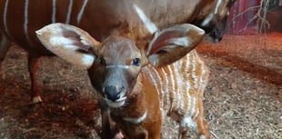 Are these the cutest floppy ears you've ever seen?