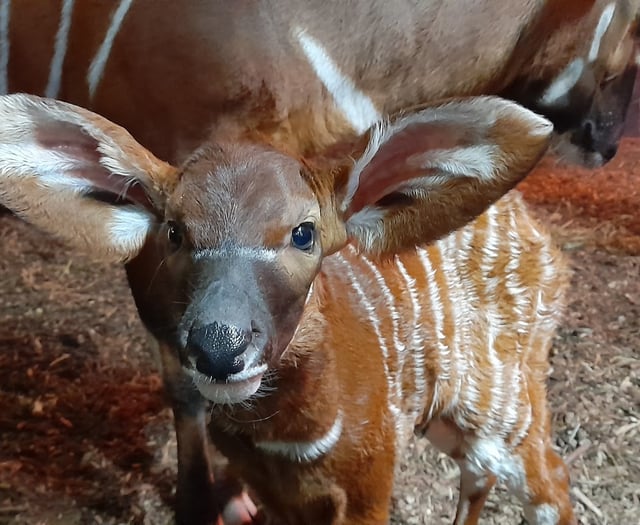 Are these the cutest floppy ears you've ever seen?