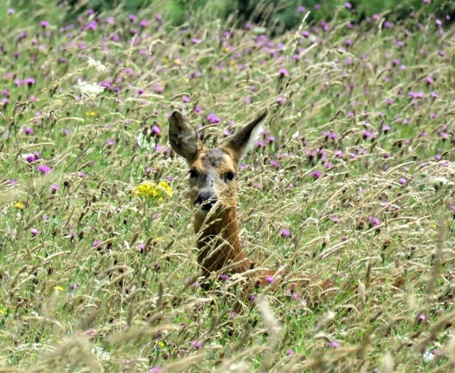 Vast herds of deer now roam the Hampshire/West Sussex borders