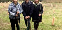 New copse is created in corner of Petersfield Cemetery