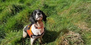 Sniffer dog Poppy helps detect newts as part of Farnham water upgrade