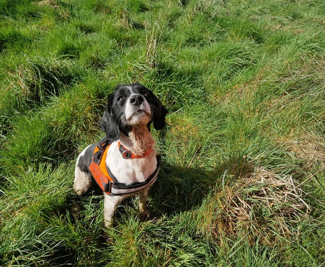 Sniffer dog Poppy helps detect newts as part of Farnham water upgrade