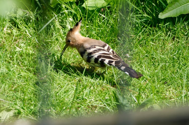 The hoopoe is native to Europe, Asia and the northern half of Africa and spends most of the time on the ground probing for grubs and insects