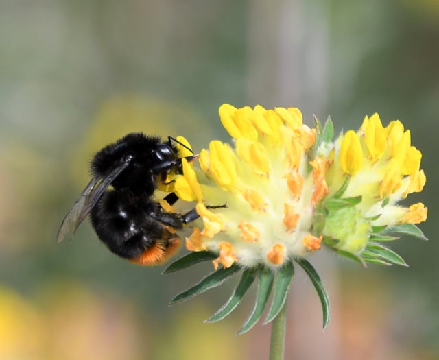 ‘We need to work harder and faster to help nature,’ says South Downs