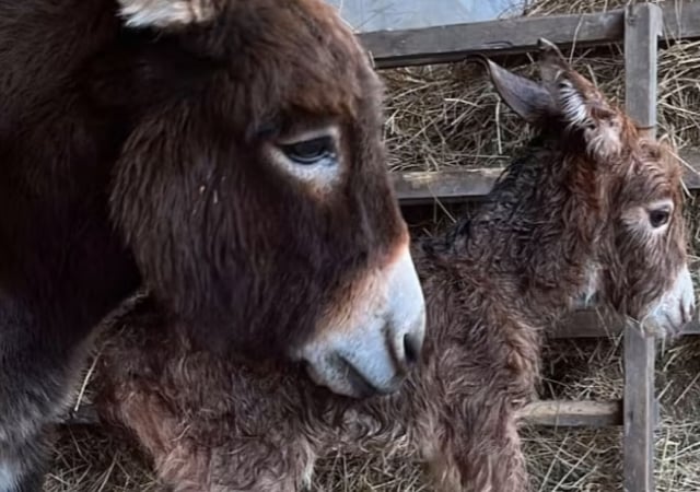 Appeal to find donkey foal Moon missing from Miller's Ark in Hook