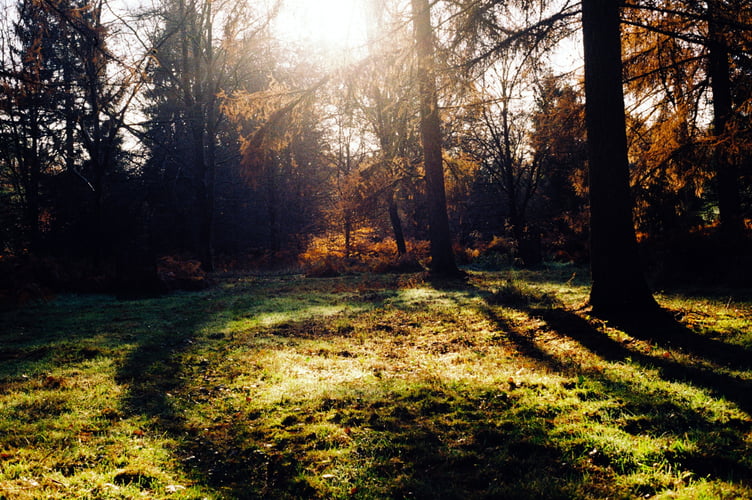 Alice Holt Forest