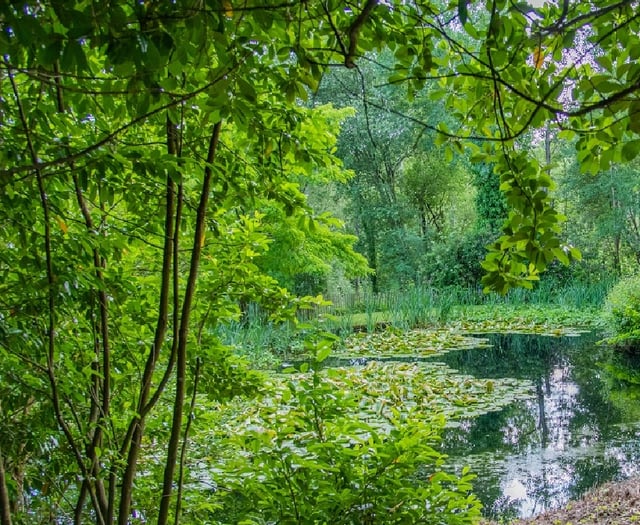 Haslemere Museum gardens open to all this summer