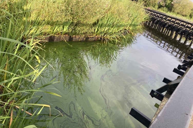 Heath Pond algae