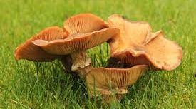 Beware poisonous Jack O’Lantern fungus