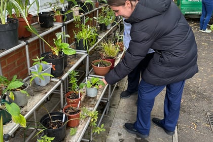 Phyllis Tuckwell Hospice's last plant sale holds special memories