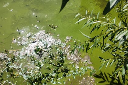 Pong at the pond: Algae causing a stink at Petersfield beauty spot