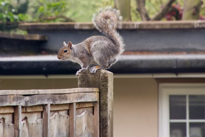 Squirrels cause over £1,000 damage to Wrecclesham Community Centre