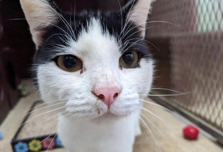 Darwin the cat is searching for a loving home after 172 days in care. He has been in the care of RSPCA Hants and Surrey. Photo released November 3 2023. See SWNS story SWMRcat. A rescue cat is still waiting for a home - after 172 days in care. Darwin, a 'characterful cat' who has been in the care of RSPCA Hants and Surrey, is still waiting to be adopted. The one-year-old domestic short-breed cat was taken in by the RSPCA after he and many other cats were rescued from a property. The cats had not been socialised, so staff at the animal charity had to work hard to gain Darwinâs trust - before his real character shone through.