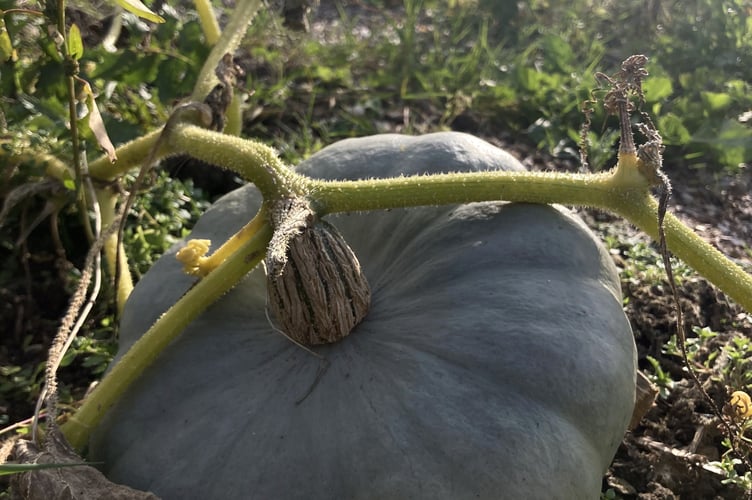 A crown prince squash