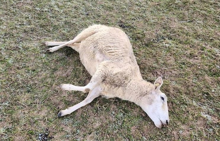 Up to 14 sheep were run over by a car in a field in Bramley, near Godalming, last week