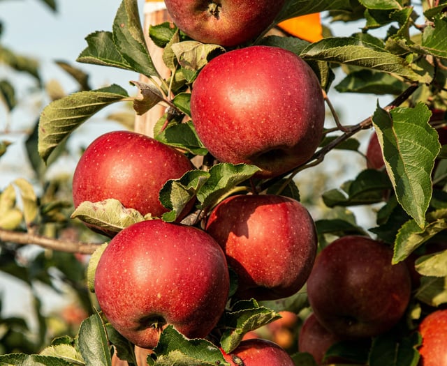 Whitehill & Bordon Community Trust’s tree-mendous offer