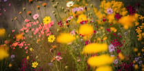 Wild plan to brighten roadside verges around Whitehill & Bordon