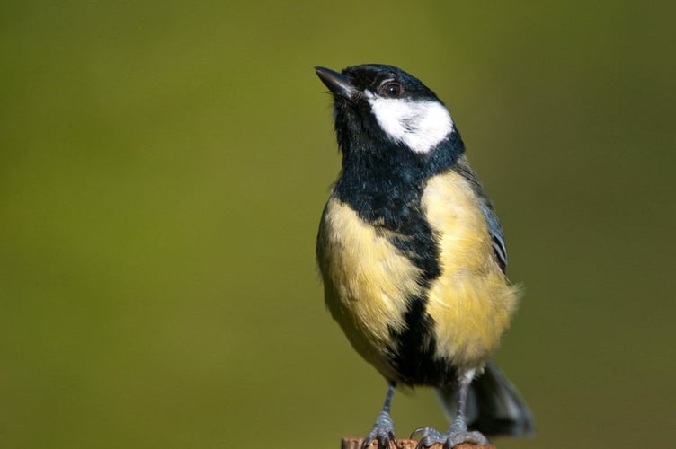 Great tit by Nigel Symington