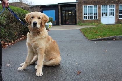 Stanley the Therapy Dog: a Tail of Success