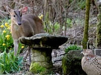 Rare wildlife encounter between two Asian visitors captured in garden