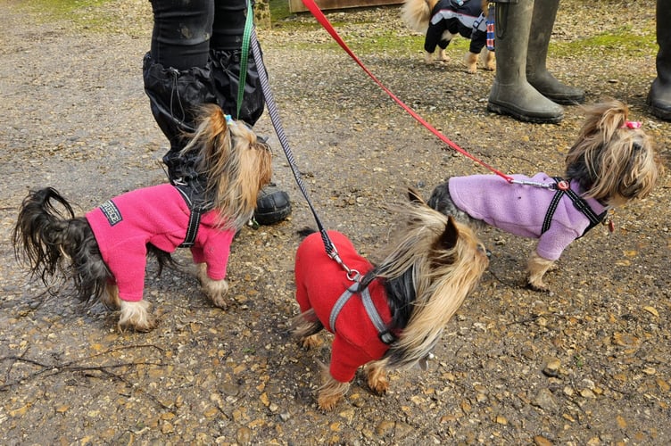 Yorkshire terriers Patricia, Orwell and Barry.