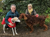 Lots of waggy tails as 50 dog walkers support struggling families