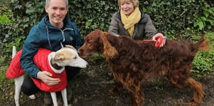 Lots of waggy tails as 50 dog walkers support struggling families