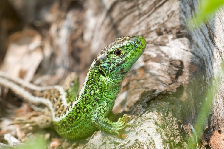 A heathland sand lizard in the South Downs National Park (Photo: SDNPA)