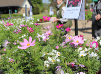 Annuals and perennials grown by students in plant sale