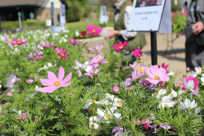Annuals and perennials grown by students in plant sale