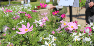 Annuals and perennials grown by students in plant sale